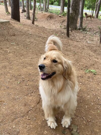 Rosedale Dog Park - Huntersville, NC