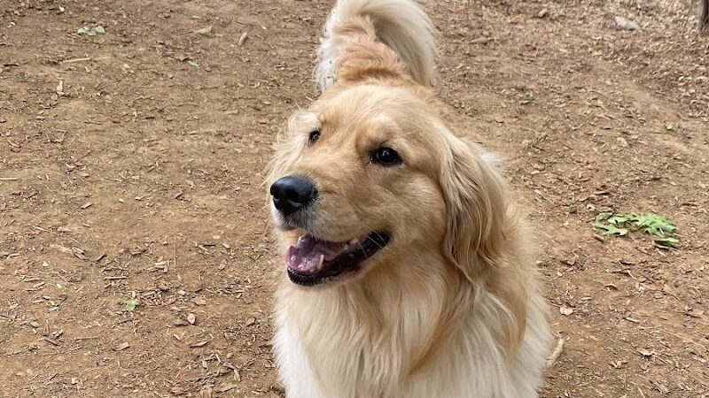 Rosedale Dog Park - Huntersville, NC