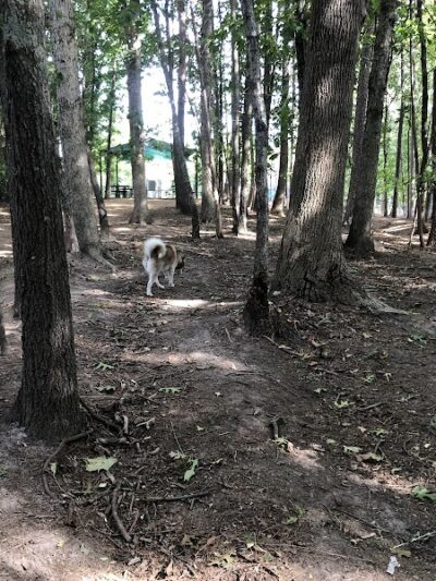 Rosedale Dog Park - Huntersville, NC