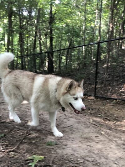 Rosedale Dog Park - Huntersville, NC