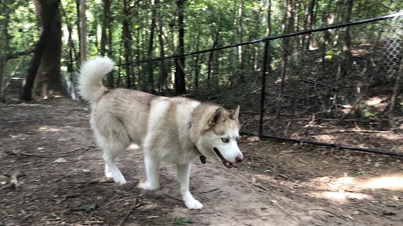 Rosedale Dog Park - Huntersville, NC