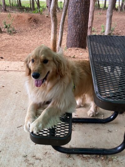 Rosedale Dog Park - Huntersville, NC