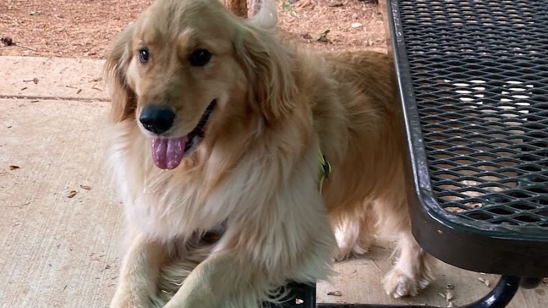 Rosedale Dog Park - Huntersville, NC