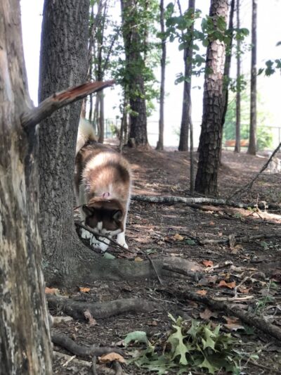 Rosedale Dog Park - Huntersville, NC