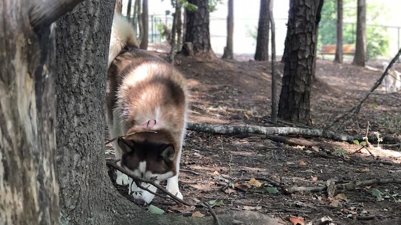 Rosedale Dog Park - Huntersville, NC