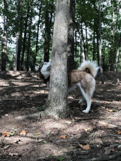 Rosedale Dog Park - Huntersville, NC