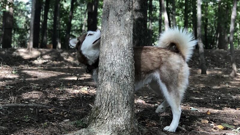 Rosedale Dog Park - Huntersville, NC