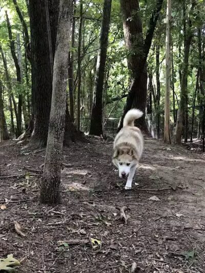 Rosedale Dog Park - Huntersville, NC