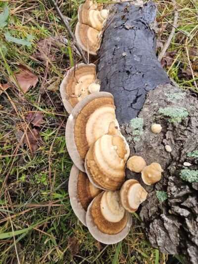 Hanks Creek Park - Huntington, TX