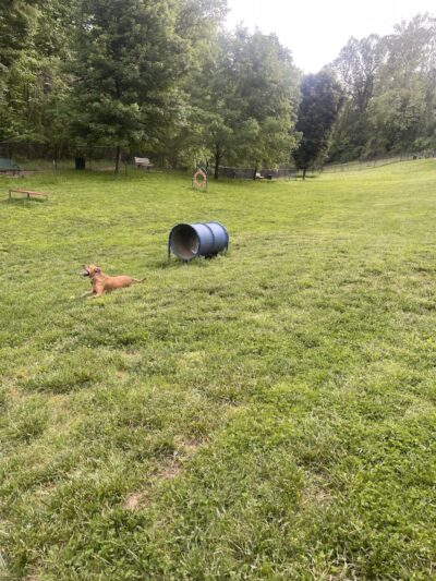 Huntington PetSafe Dog Park - Huntington, WV