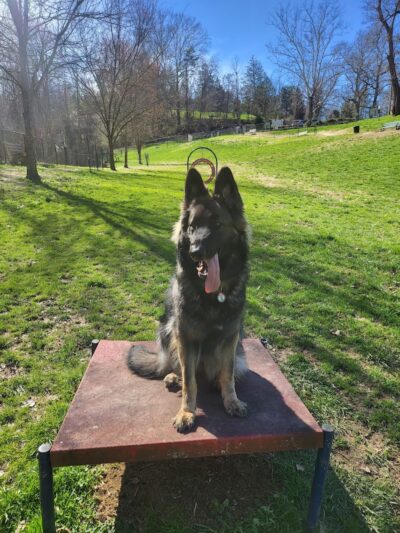 Huntington PetSafe Dog Park - Huntington, WV