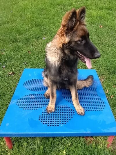 Huntington PetSafe Dog Park - Huntington, WV