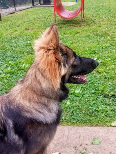 Huntington PetSafe Dog Park - Huntington, WV