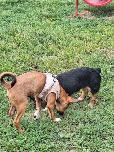 Huntington PetSafe Dog Park - Huntington, WV