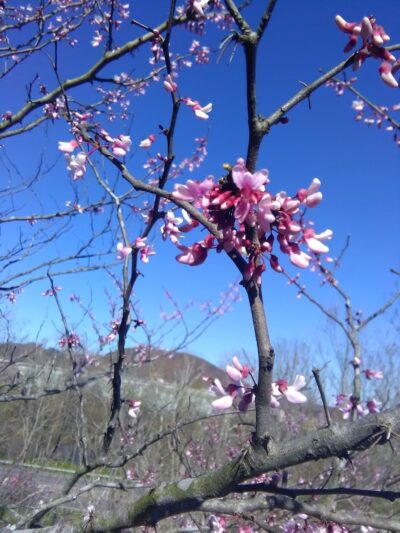 Rotary Park - Huntington, WV