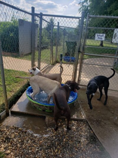 Astro Dog Park - Huntsville, AL
