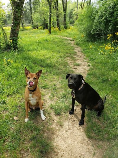 Astro Dog Park - Huntsville, AL