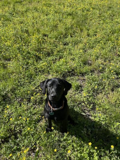 Astro Dog Park - Huntsville, AL