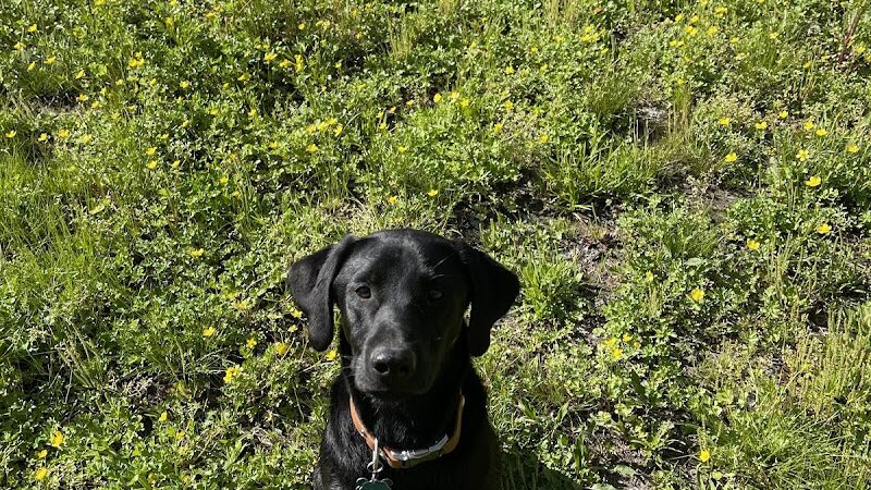 Astro Dog Park - Huntsville, AL