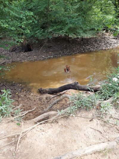 Astro Dog Park - Huntsville, AL