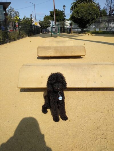 Astro Dog Park - Huntsville, AL