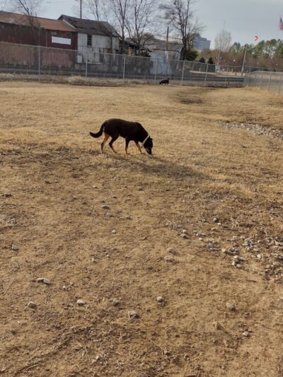 City of Huntsville Dogspot - Huntsville, AL