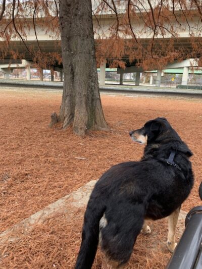 City of Huntsville Dogspot - Huntsville, AL