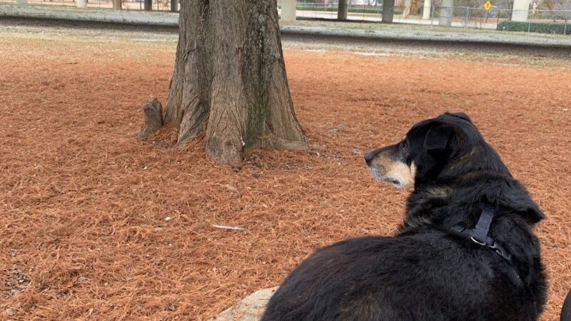 City of Huntsville Dogspot - Huntsville, AL