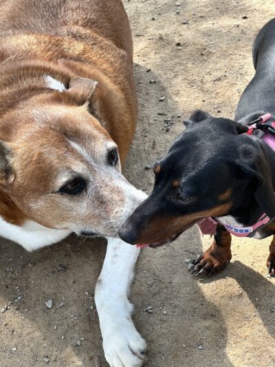 City of Huntsville Dogspot - Huntsville, AL