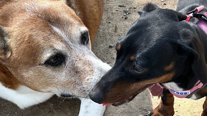 City of Huntsville Dogspot - Huntsville, AL