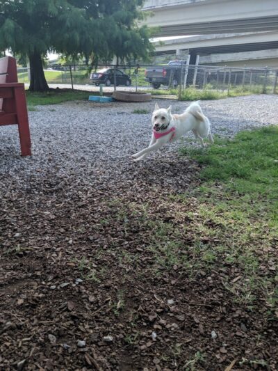 City of Huntsville Dogspot - Huntsville, AL