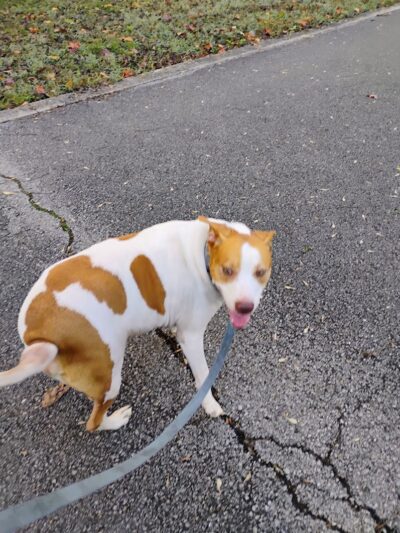 Providence Pet Park - Huntsville, AL