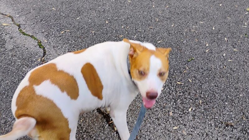 Providence Pet Park - Huntsville, AL