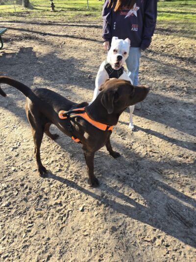 dog park - Huntsville, TX