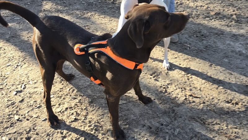 dog park - Huntsville, TX