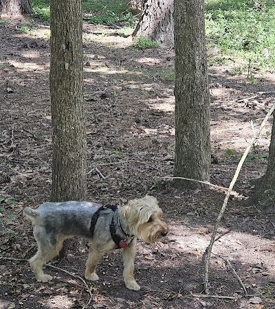 dog park - Huntsville, TX