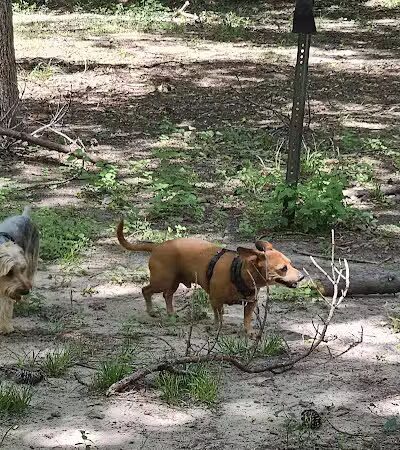 dog park - Huntsville, TX