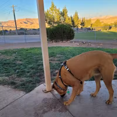 Hurricane Dog Park - Hurricane, UT