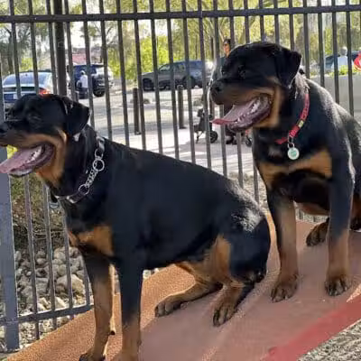 Hurricane Dog Park - Hurricane, UT
