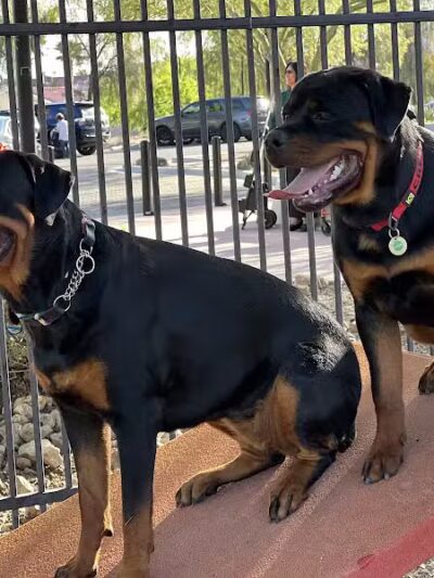 Hurricane Dog Park - Hurricane, UT