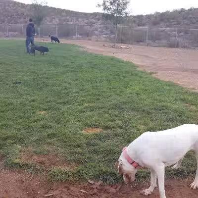 Hurricane Dog Park - Hurricane, UT