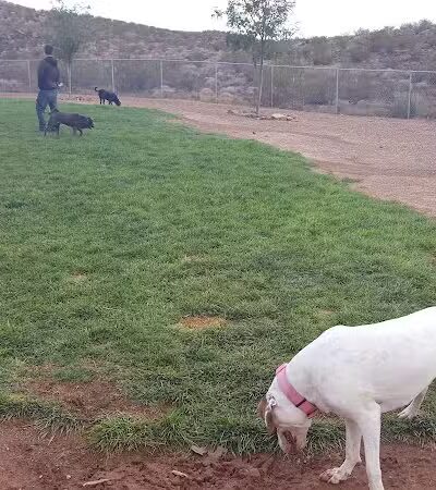 Hurricane Dog Park - Hurricane, UT