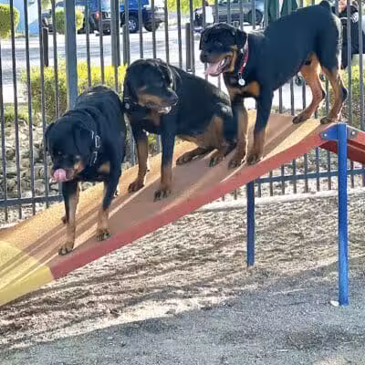 Hurricane Dog Park - Hurricane, UT