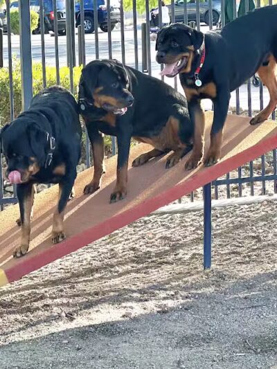 Hurricane Dog Park - Hurricane, UT