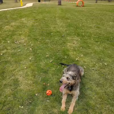 Hurst Dog Park - Hurst, TX