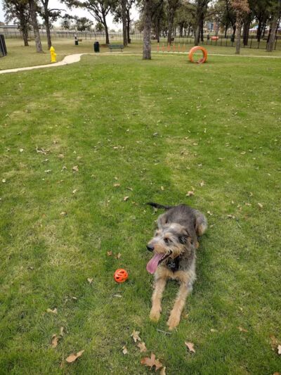 Hurst Dog Park - Hurst, TX