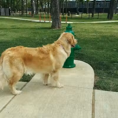 Hurst Dog Park - Hurst, TX