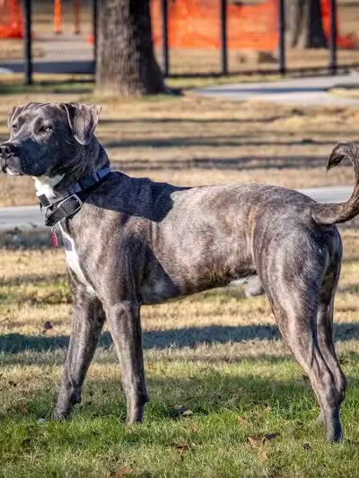 Hurst Dog Park - Hurst, TX