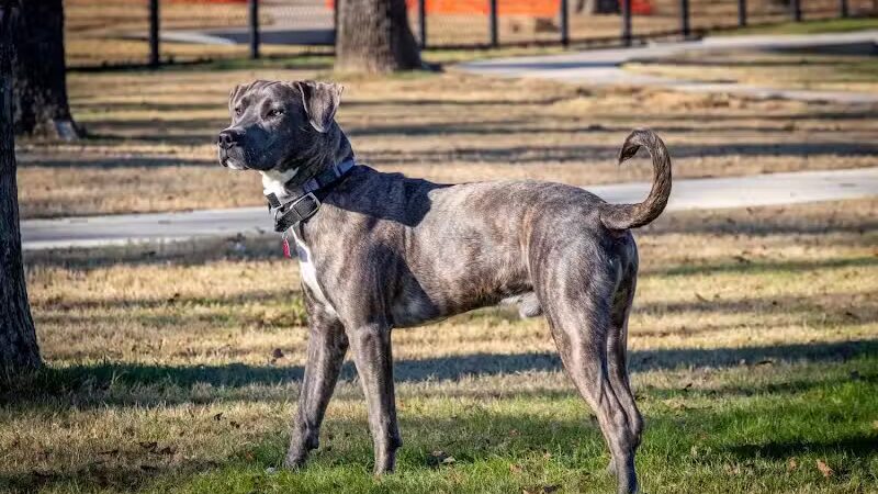 Hurst Dog Park - Hurst, TX