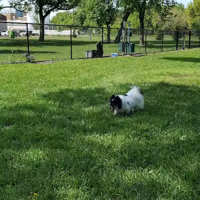 City of Hutchinson Dog Park - Hutchinson, MN